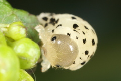 Tenthredo scrophulariae