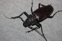 Mallodonopsis mexicanus