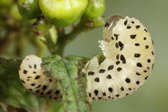 Tenthredo scrophulariae