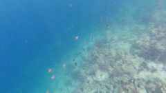 Chromis