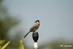 Pycnonotus aurigaster