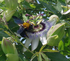 Xylocopa flavorufa