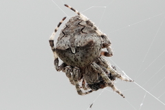 Araneus angulatus