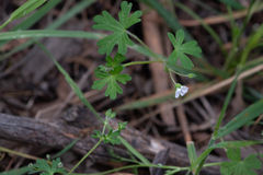 Geranium retrorsum