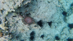 Echinoidea