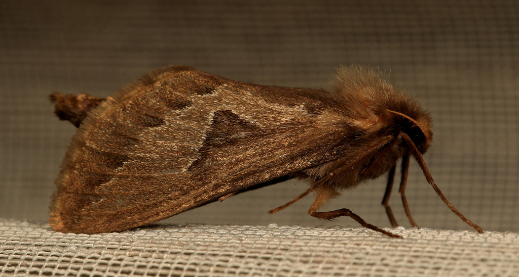 Eudalaca infumata