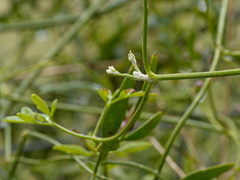 Clematis microphylla