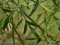 Clematis microphylla