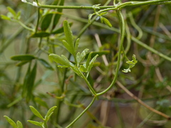 Clematis microphylla
