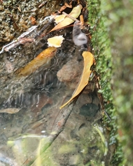 Trichopodus trichopterus