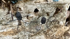 Phalangioidea