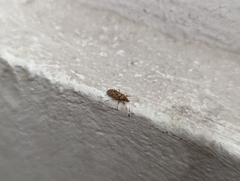 Belonochilus numenius