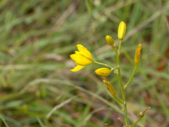 Bulbine bulbosa