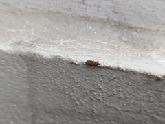 Belonochilus numenius