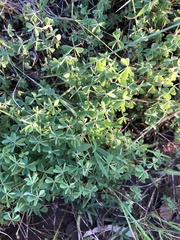 Oxalis perennans
