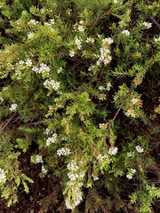 Sannantha leratii