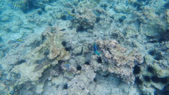 Abudefduf vaigiensis