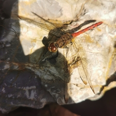 Sympetrum risi