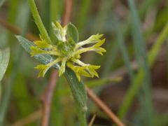 Pimelea curviflora