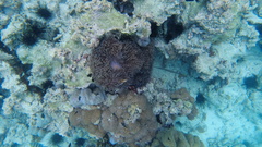 Aulostomus chinensis