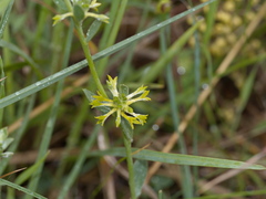 Pimelea curviflora