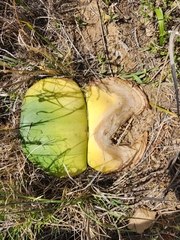 Haemanthus sanguineus