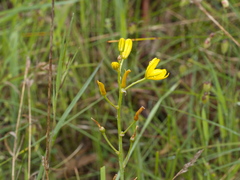 Bulbine bulbosa