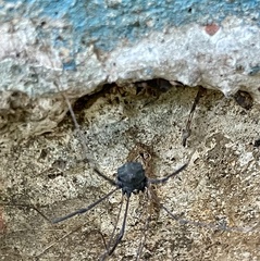 Phalangioidea
