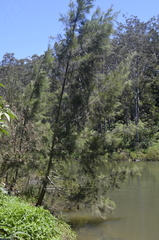 Casuarina cunninghamiana