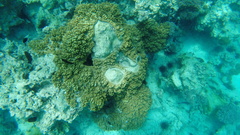 Vertebrata