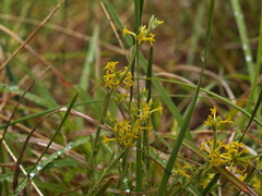 Pimelea curviflora