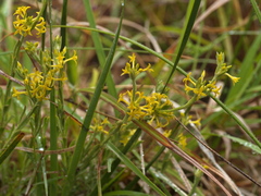 Pimelea curviflora