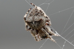Araneus angulatus