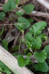 Pelargonium rodneyanum