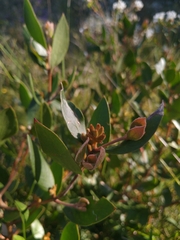 Persoonia laurina