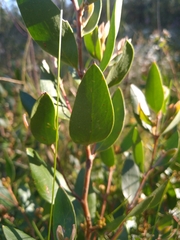 Persoonia laurina