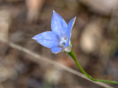 Wahlenbergia luteola