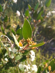 Persoonia laurina