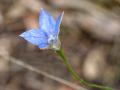 Wahlenbergia luteola