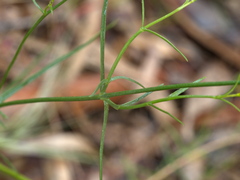 Wahlenbergia luteola