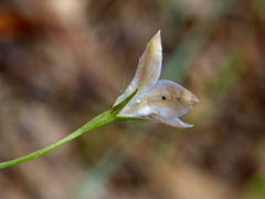 Wahlenbergia luteola