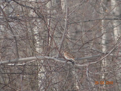 Emberiza leucocephalos