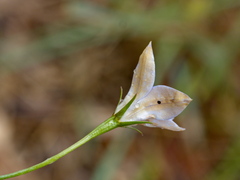 Wahlenbergia luteola