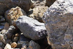 Anatololacerta pelasgiana