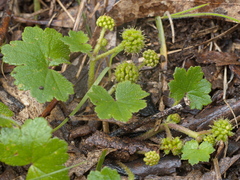 Hydrocotyle laxiflora