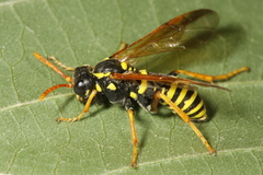 Tenthredo scrophulariae