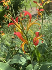 Canna indica