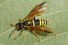 Tenthredo scrophulariae