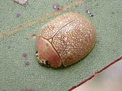 Paropsis roseola