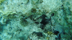 Arothron nigropunctatus